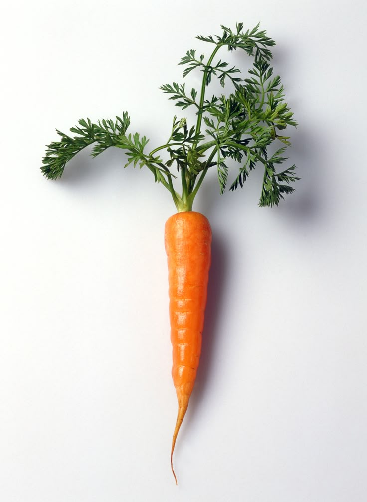 Carrot(Gajr)