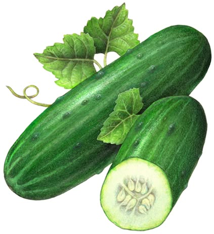 Cucumber(kheera)