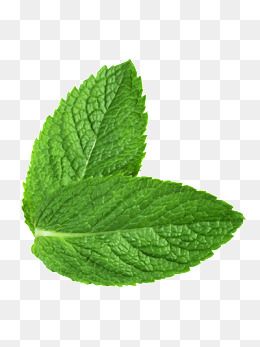 Mint(Podina)