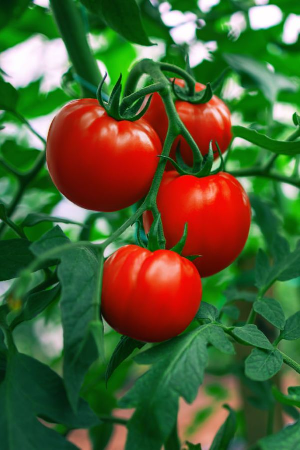 Tomato