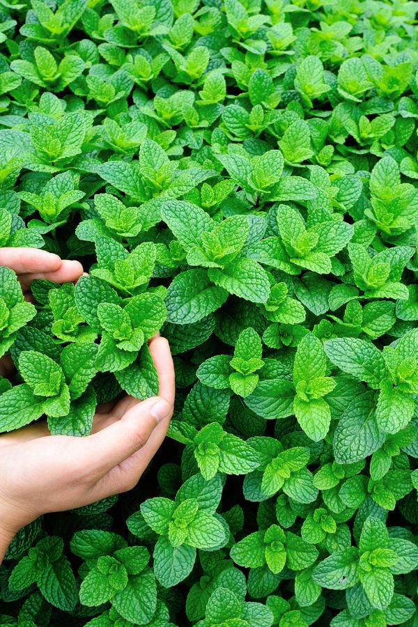 Mint(Podina)