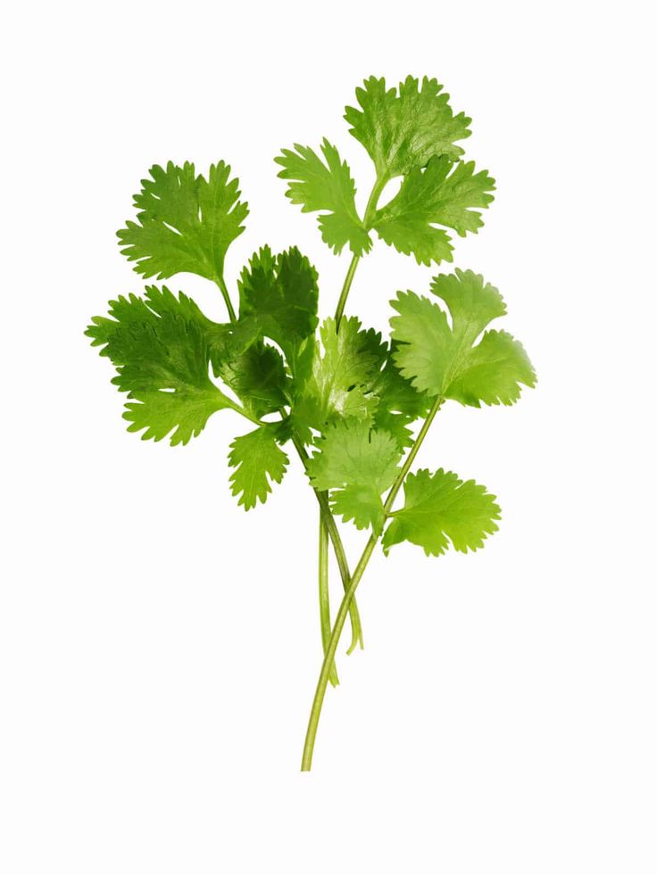 Coriander(Dhania)