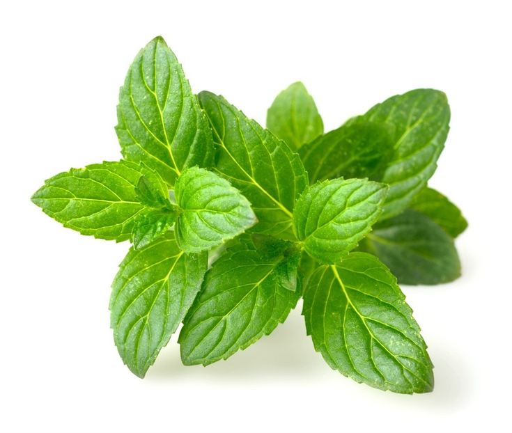 Mint(Podina)