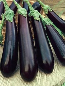 Brinjal(Bengin)