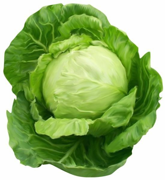 Cabbage(Bnd Gobi)