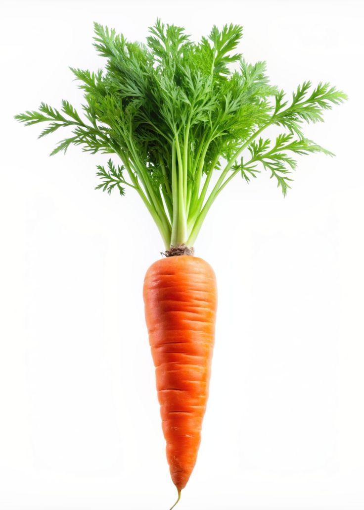 Carrot(Gajr)